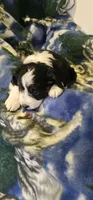 Esau, a male Miniature Aussiedoodle for sale in Decatur, IL – Photo 7 of 9