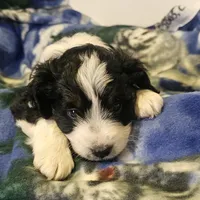 Esau, a male Miniature Aussiedoodle for sale in Decatur, IL – Photo 5 of 9