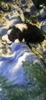 Esau, a male Miniature Aussiedoodle for sale in Decatur, IL – Photo 6 of 9