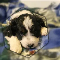 Esau, a male Miniature Aussiedoodle for sale in Decatur, IL – Photo 1 of 9