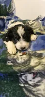 Esau, a male Miniature Aussiedoodle for sale in Decatur, IL – Photo 4 of 9