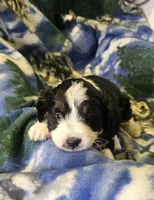 Esau, a male Miniature Aussiedoodle for sale in Decatur, IL – Photo 8 of 9