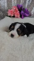 Poppy, a female Miniature Aussiedoodle and Aussalier for sale in Decatur, IL – 3 of 10