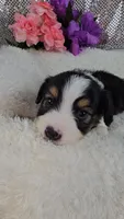 Poppy, a female Miniature Aussiedoodle and Aussalier for sale in Decatur, IL – 4 of 10