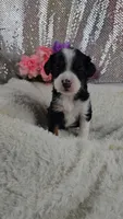 Rosalie , a female Miniature Aussiedoodle and Aussalier for sale in Decatur, IL – 2 of 10