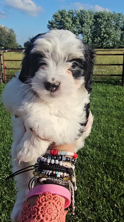 Liberty , a female Cavapoo for sale in Decatur, IL – 3 of 3