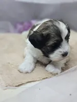 Buddy, a male Shichon for sale in Decatur, IL – 3 of 3