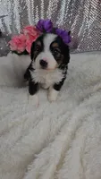 Poppy, a female Miniature Aussiedoodle and Aussalier for sale in Decatur, IL – 6 of 10