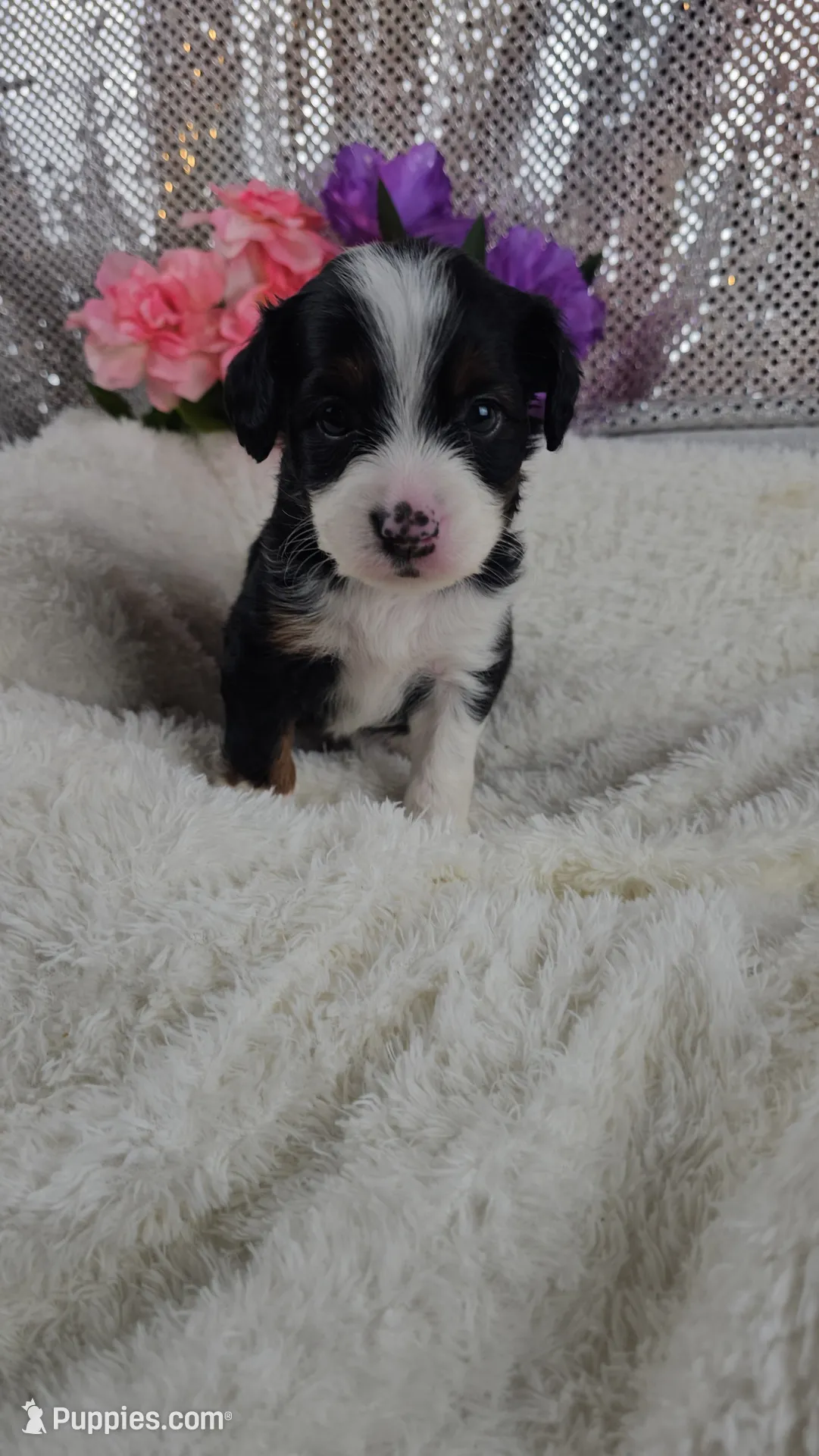 Rosalie , a female Miniature Aussiedoodle and Aussalier for sale in Decatur, IL – 5 of 10