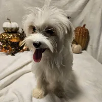 Sugar, a female Maltese for sale in Decatur, IL – Photo 10 of 10