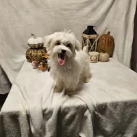 Sugar, a female Maltese for sale in Decatur, IL – Photo 5 of 10