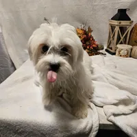 Sugar, a female Maltese for sale in Decatur, IL – Photo 2 of 10