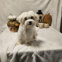 Sugar, a female Maltese for sale in Decatur, IL – Photo 7 of 10