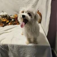 Sugar, a female Maltese for sale in Decatur, IL – Photo 3 of 10