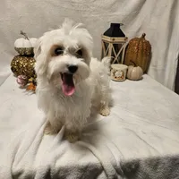 Sugar, a female Maltese for sale in Decatur, IL – Photo 8 of 10