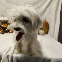 Sugar, a female Maltese for sale in Decatur, IL – Photo 9 of 10