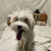 Sugar, a female Maltese for sale in Decatur, IL – Photo 4 of 10