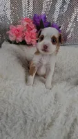 Soleil, a female Miniature Aussiedoodle and Aussalier for sale in Decatur, IL – 5 of 10