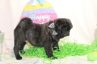 Morton, a male Pug for sale in Decatur, IL – Photo 4 of 8