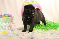 Morton, a male Pug for sale in Decatur, IL – Photo 1 of 8