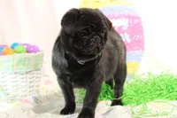 Morton, a male Pug for sale in Decatur, IL – Photo 8 of 8