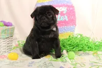 Morton, a male Pug for sale in Decatur, IL – Photo 6 of 8
