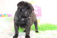 Morton, a male Pug for sale in Decatur, IL – Photo 5 of 8