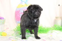 Morton, a male Pug for sale in Decatur, IL – Photo 3 of 8