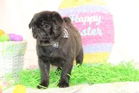 Morton, a male Pug for sale in Decatur, IL – Photo 2 of 8