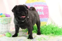 Morton, a male Pug for sale in Decatur, IL – Photo 7 of 8