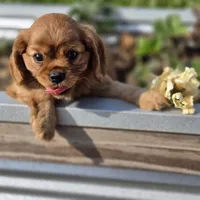 AKC Robbie, a male Cavalier King Charles Spaniel for sale in Decatur, IL – 4 of 10