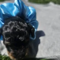 Ember, a female Cavapoo for sale in Decatur, IL – 2 of 10