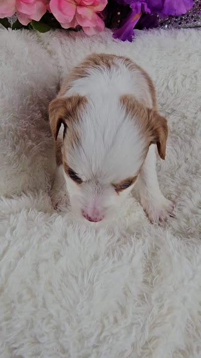 Soleil, a female Miniature Aussiedoodle and Aussalier for sale in Decatur, IL – 10 of 10