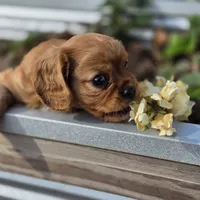 AKC Robbie, a male Cavalier King Charles Spaniel for sale in Decatur, IL – 10 of 10