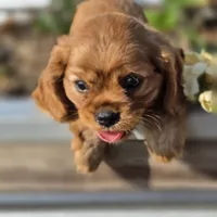 AKC Robbie, a male Cavalier King Charles Spaniel for sale in Decatur, IL – 2 of 10