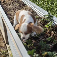 AKC Sweetie, a female Cavalier King Charles Spaniel for sale in Decatur, IL – 4 of 8