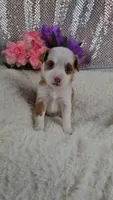 Soleil, a female Miniature Aussiedoodle and Aussalier for sale in Decatur, IL – 3 of 10