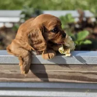 AKC Robbie, a male Cavalier King Charles Spaniel for sale in Decatur, IL – 6 of 10
