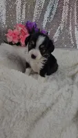 Poppy, a female Miniature Aussiedoodle and Aussalier for sale in Decatur, IL – 9 of 10
