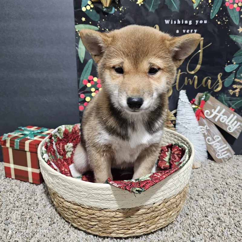 AKC Shiba Inu Mika