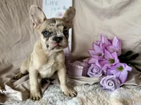 Sparkle AKC, a female French Bulldog for sale in Decatur, IL – Photo 1 of 6