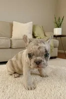 Sparkle AKC, a female French Bulldog for sale in Decatur, IL – Photo 6 of 6