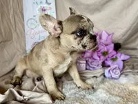 Sparkle AKC, a female French Bulldog for sale in Decatur, IL – Photo 3 of 6