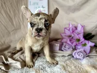 Sparkle AKC, a female French Bulldog for sale in Decatur, IL – Photo 5 of 6