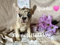 Sparkle AKC, a female French Bulldog for sale in Decatur, IL – Photo 2 of 6