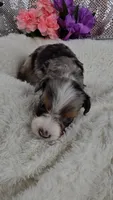 Indigo, a male Miniature Aussiedoodle and Aussalier for sale in Decatur, IL – 3 of 10