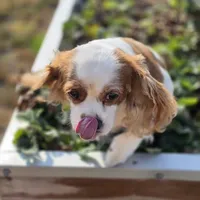 AKC Sweetie, a female Cavalier King Charles Spaniel for sale in Decatur, IL – 5 of 8