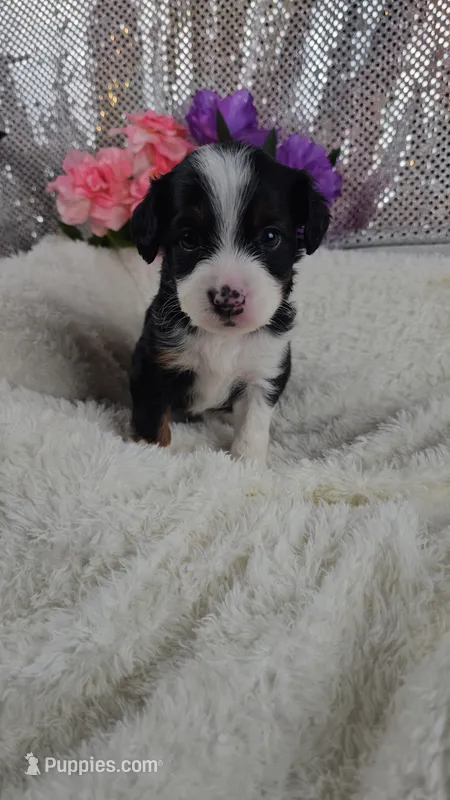 Rosalie  – Miniature Aussiedoodle, Aussalier puppy for sale in Decatur, IL