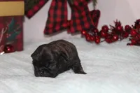 Janice, a female Pug for sale in Decatur, IL – Photo 3 of 5