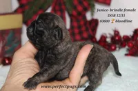 Janice, a female Pug for sale in Decatur, IL – Photo 1 of 5